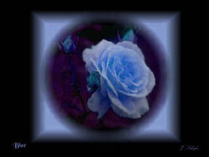 roseblue.jpg