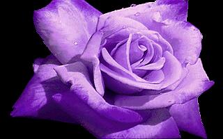 purpleurose.jpg